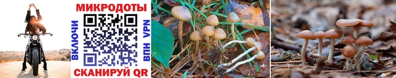 продажа наркотиков  Шахунья  Галлюциногенные грибы MAGIC MUSHROOMS 